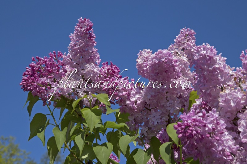 Syringa hyacinthiflora ‘Esther Staley’