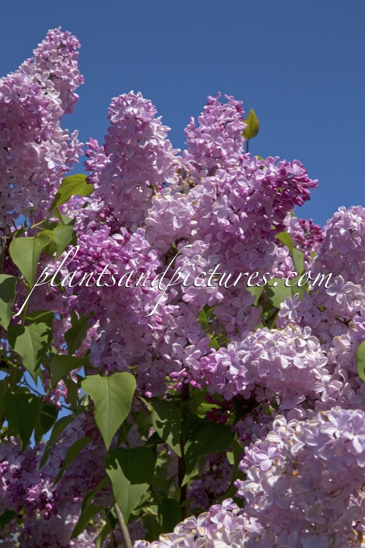 Syringa hyacinthiflora ‘Esther Staley’