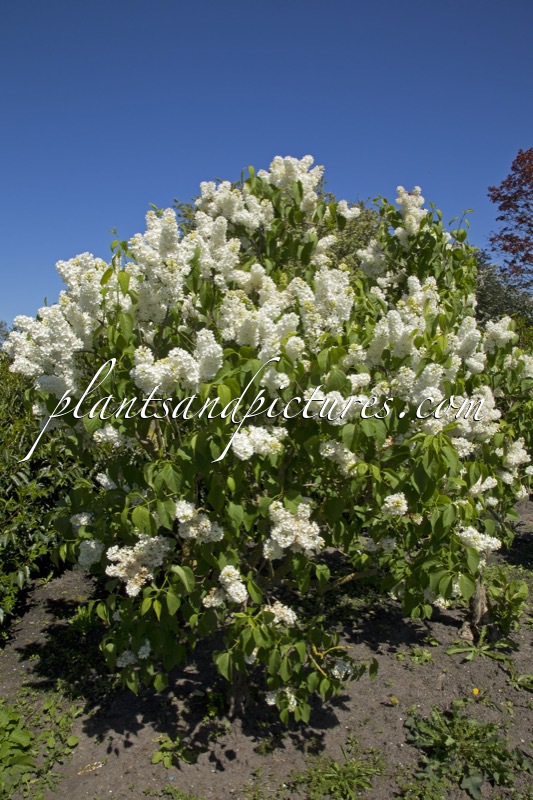 Syringa vulgaris ‘Engler Weisser Traum’
