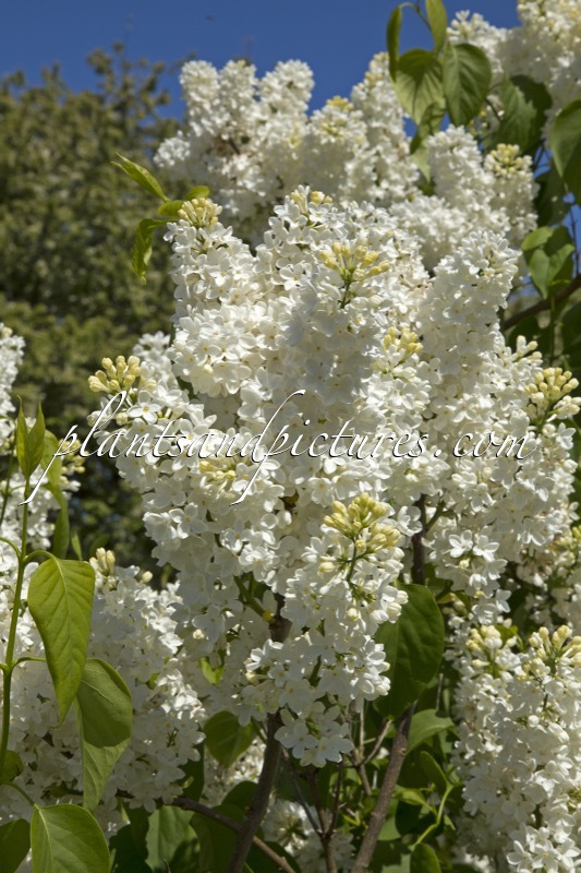 Syringa vulgaris ‘Engler Weisser Traum’