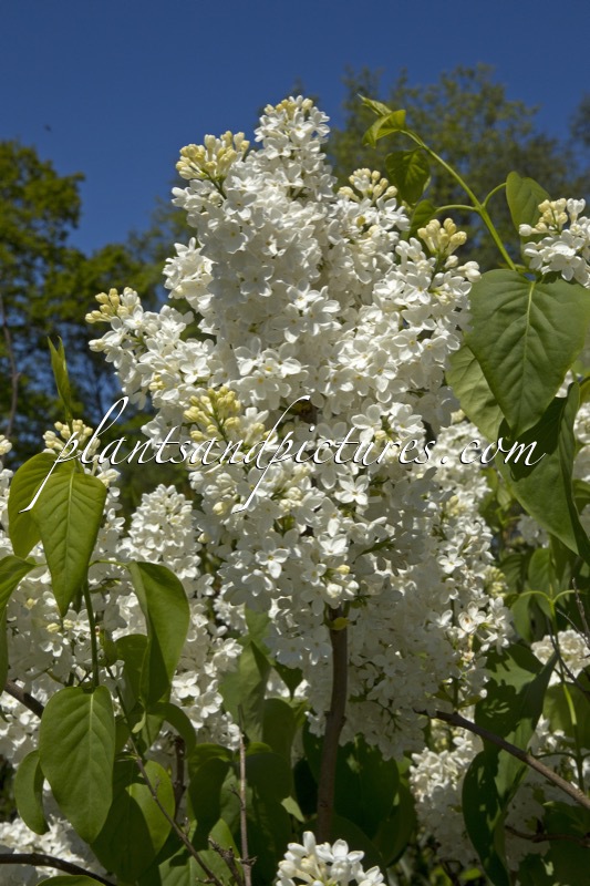 Syringa vulgaris ‘Engler Weisser Traum’
