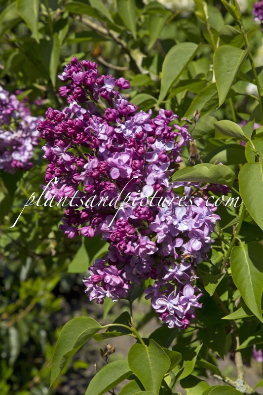 Syringa vulgaris ‘Paul Deschanel’