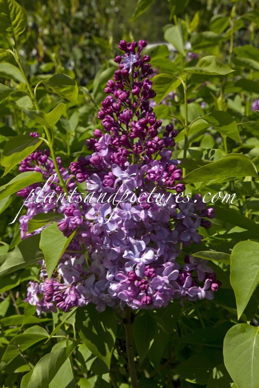Syringa vulgaris ‘Paul Deschanel’