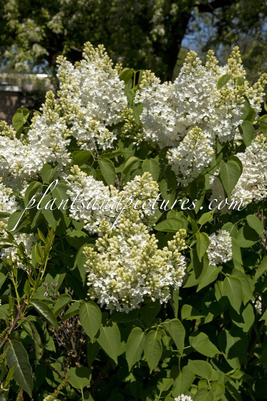 Syringa vulgaris ‘Mont Blanc’