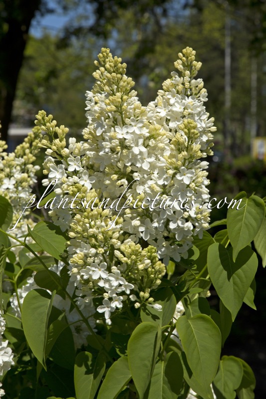 Syringa vulgaris ‘Mont Blanc’