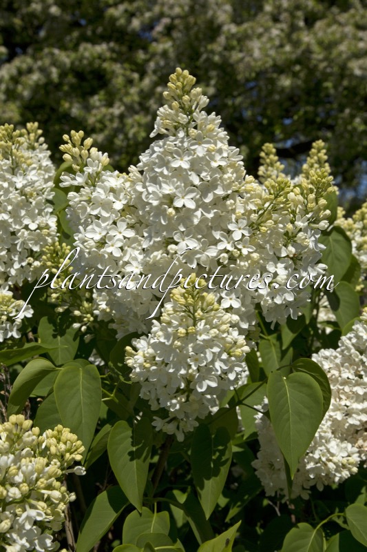 Syringa vulgaris ‘Mont Blanc’