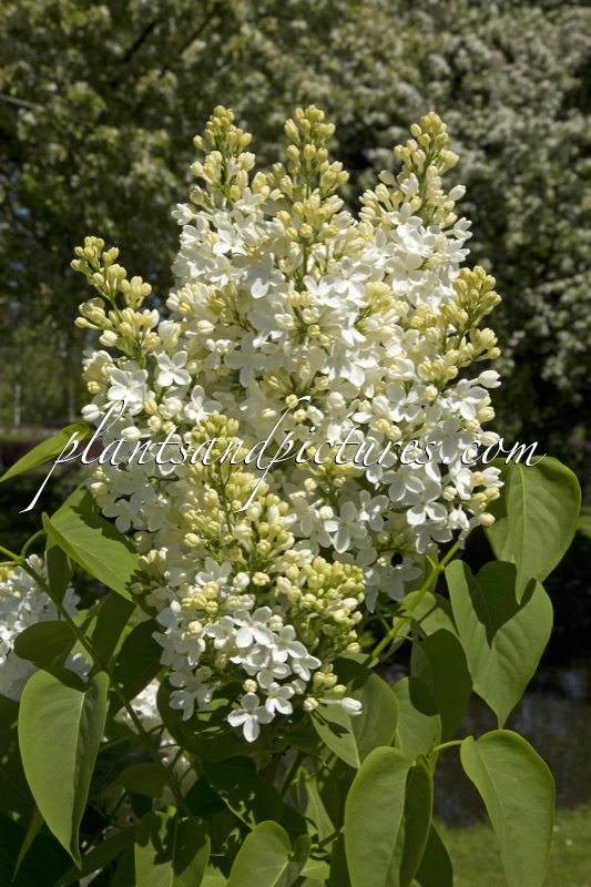 Syringa vulgaris ‘Mont Blanc’