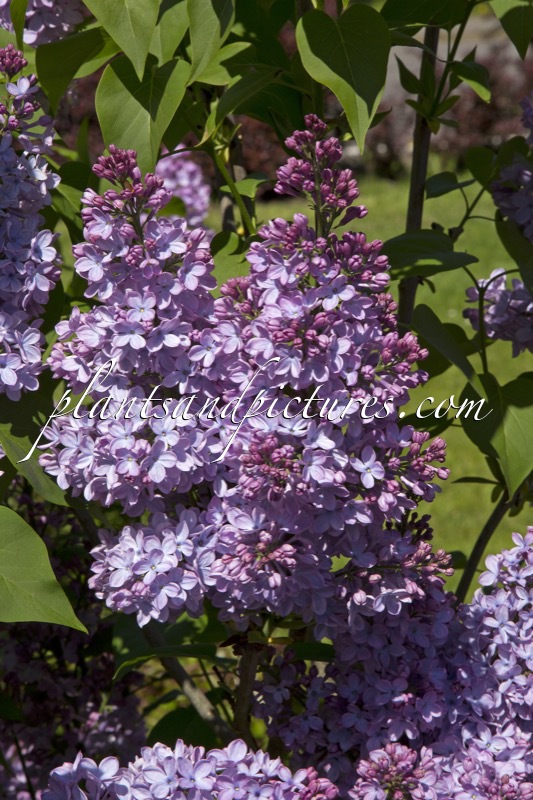 Syringa vulgaris ‘Decaisne’