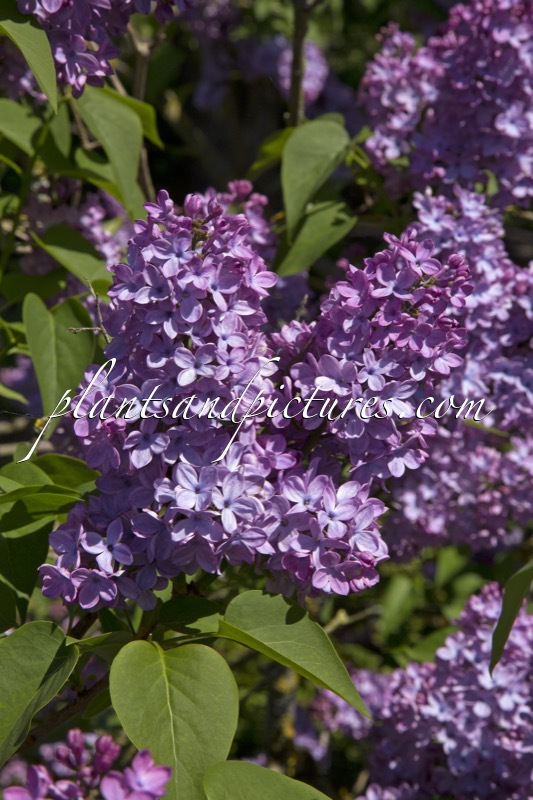 Syringa vulgaris ‘Decaisne’