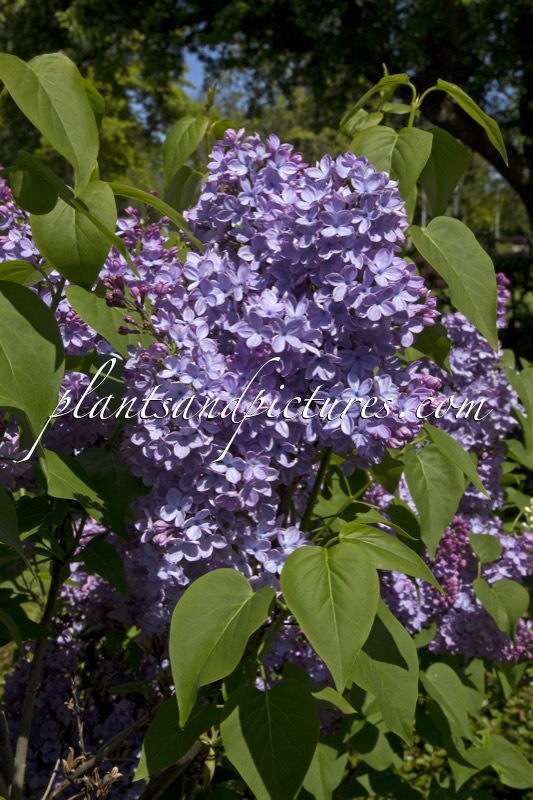 Syringa vulgaris ‘Decaisne’