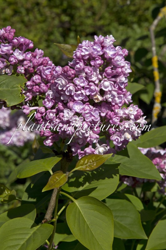 Syringa vulgaris ‘Belle de Nancy’