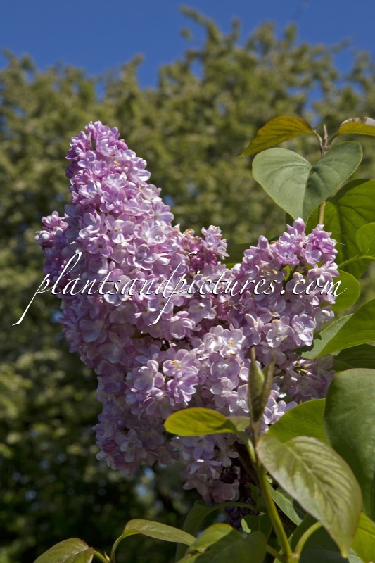 Syringa vulgaris ‘Belle de Nancy’