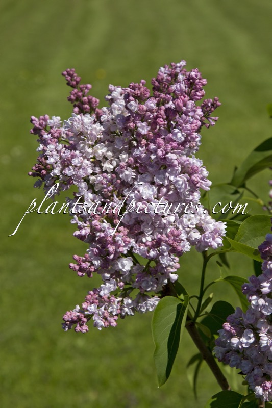 Syringa vulgaris ‘Dr. Masters’