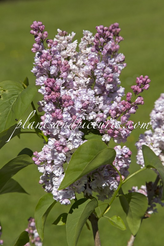 Syringa vulgaris ‘Dr. Masters’