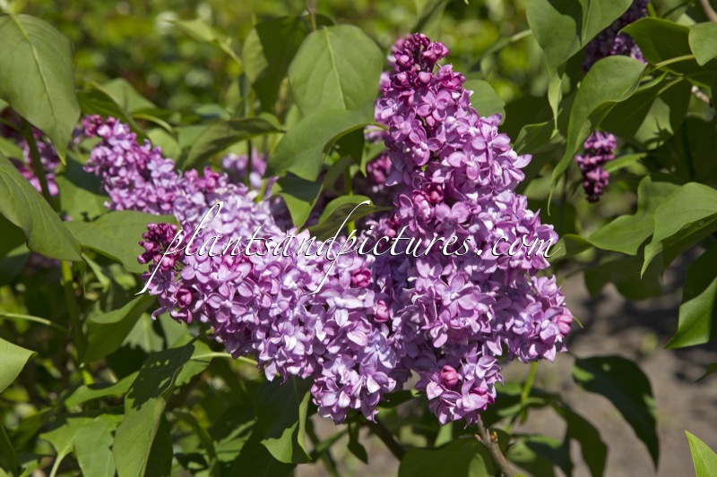 Syringa vulgaris ‘Hugo de Vries’