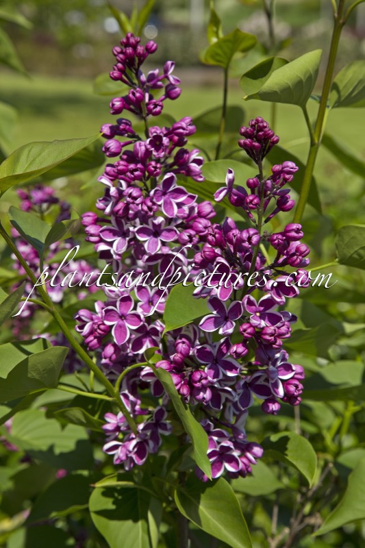 Syringa vulgaris ‘Sensation’