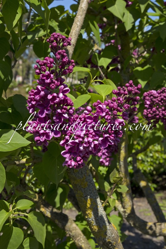 Syringa vulgaris ‘Prodige’