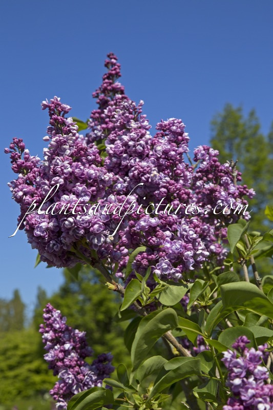 Syringa vulgaris ‘Ami Schott’