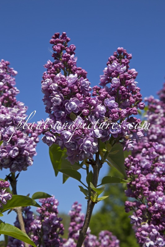 Syringa vulgaris ‘Ami Schott’