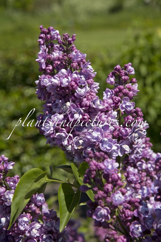 Syringa vulgaris ‘Ami Schott’
