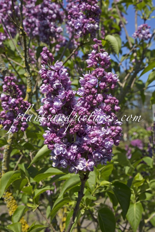 Syringa vulgaris ‘Ami Schott’