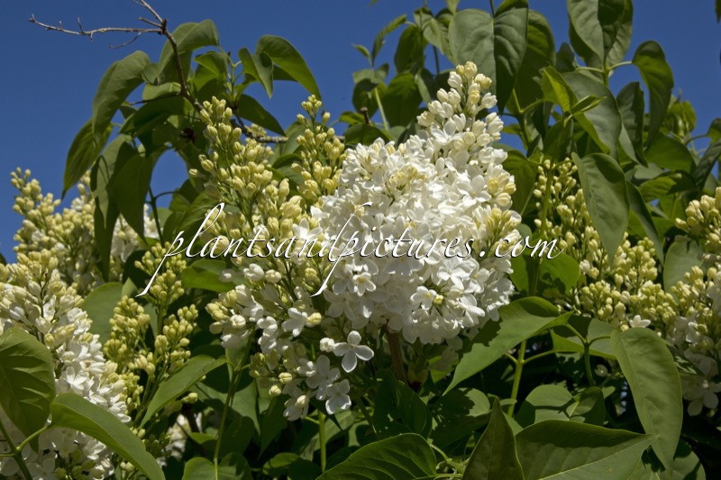 Syringa vulgaris ‘Reine Elisabeth’