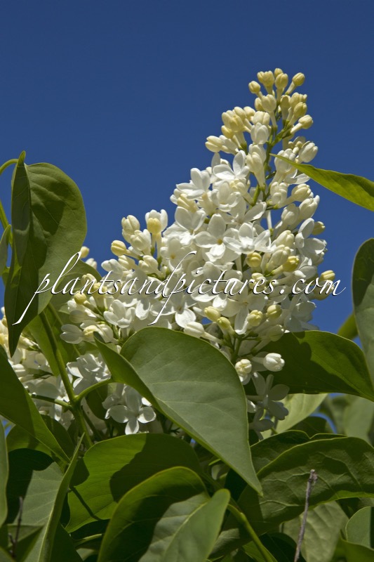 Syringa vulgaris ‘Reine Elisabeth’