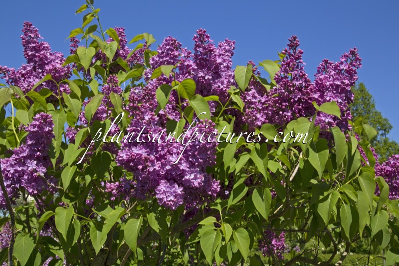 Syringa vulgaris ‘Voorzitter Buskermolen’