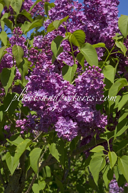 Syringa vulgaris ‘Voorzitter Buskermolen’