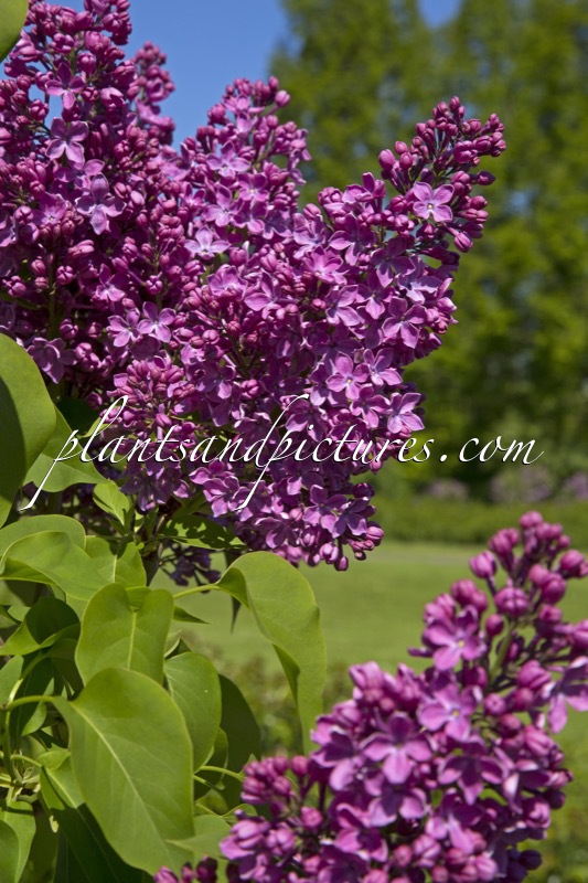Syringa vulgaris ‘Voorzitter Buskermolen’