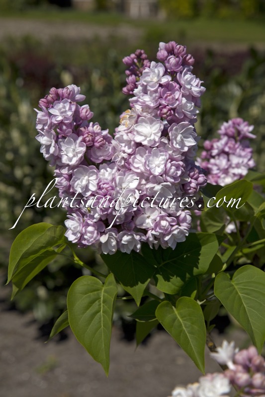 Syringa vulgaris ‘Krasavitsa Moskvy’ (BEAUTY OF MOSCOW)