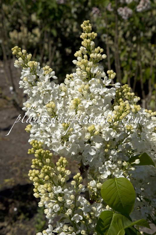 Syringa vulgaris ‘Fraîcheur’