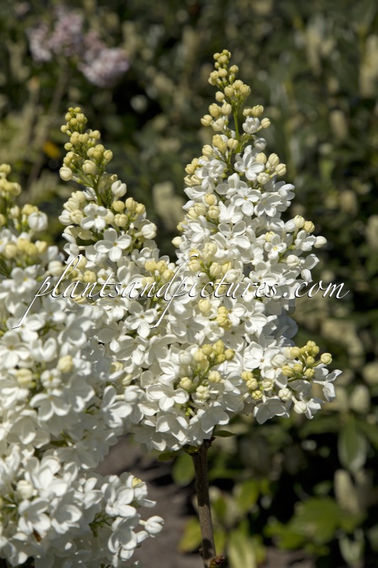 Syringa vulgaris ‘Fraîcheur’