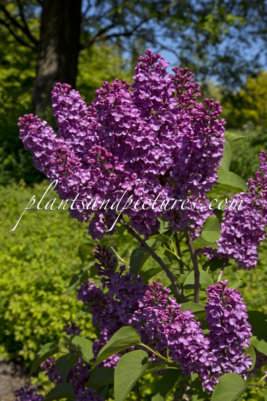 Syringa vulgaris ‘André Csisik’