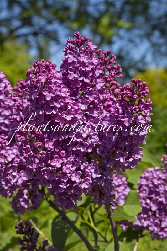 Syringa vulgaris ‘André Csisik’