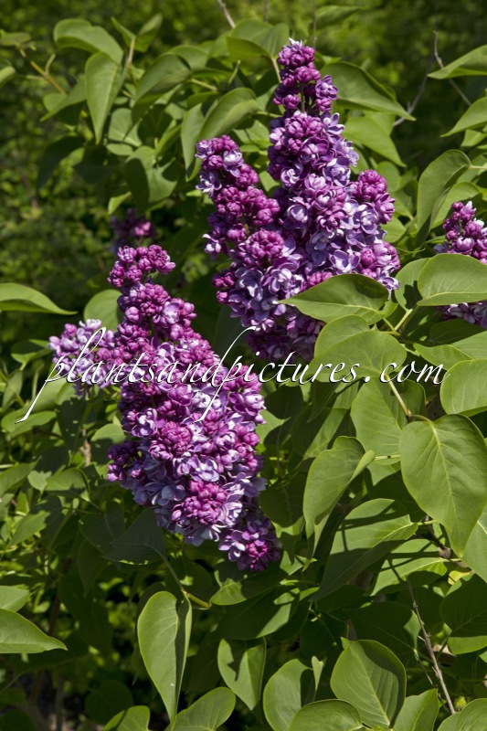 Syringa vulgaris ‘Henri Robert’