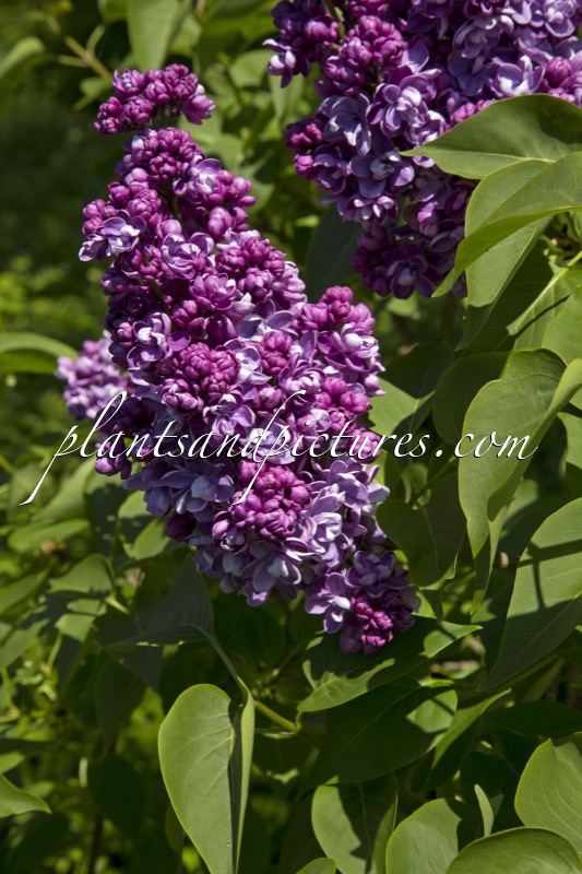 Syringa vulgaris ‘Henri Robert’