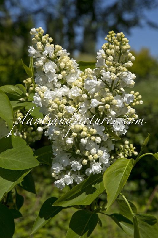 Syringa vulgaris ‘Miss Ellen Willmott’