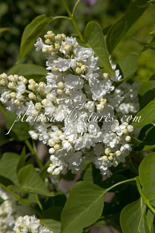 Syringa vulgaris ‘Miss Ellen Willmott’