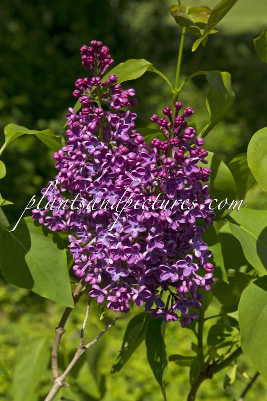 Syringa vulgaris ‘J.R. Koning’