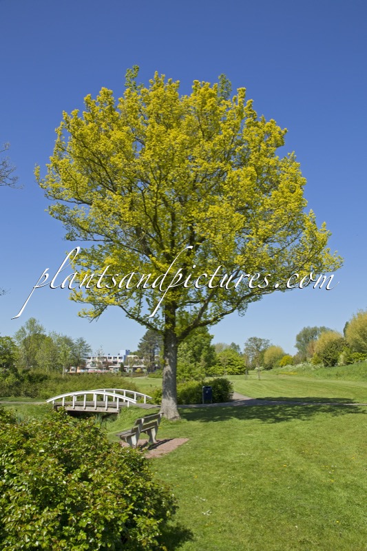 Ulmus hollandica ‘Wredei’