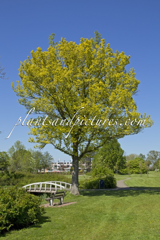 Ulmus hollandica ‘Wredei’