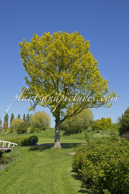 Ulmus hollandica ‘Wredei’