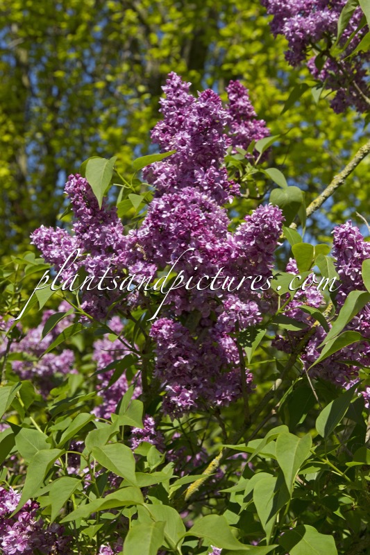 Syringa vulgaris ‘Condorcet’