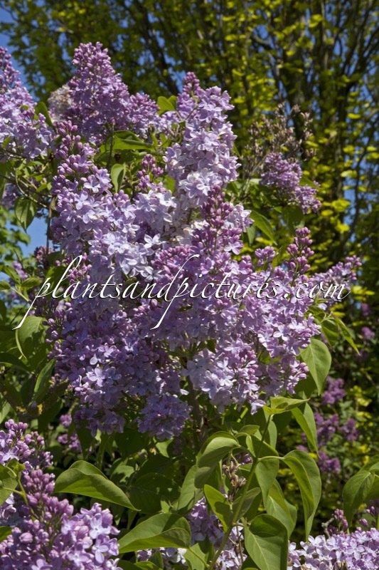 Syringa vulgaris ‘Mme Charles Souchet’
