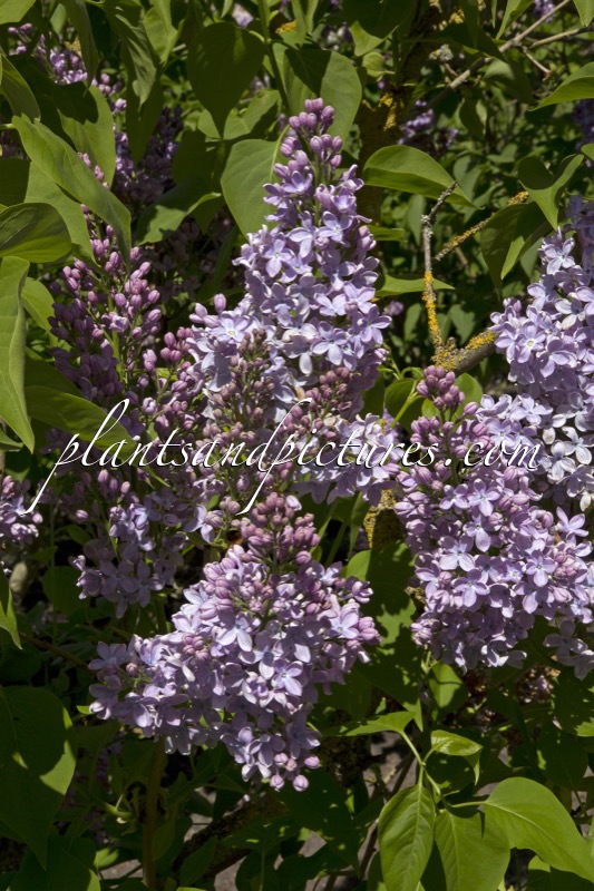 Syringa vulgaris ‘Mme Charles Souchet’