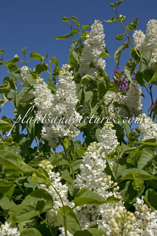 Syringa vulgaris ‘Prinses Beatrix’