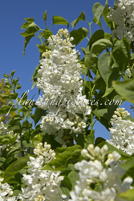 Syringa vulgaris ‘Prinses Beatrix’