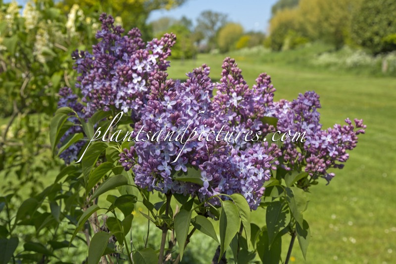 Syringa vulgaris ‘Ambassadeur’