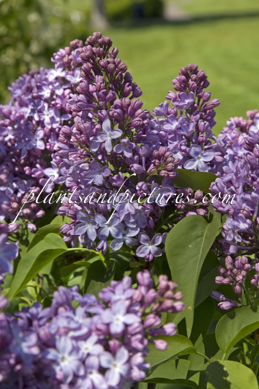 Syringa vulgaris ‘Ambassadeur’